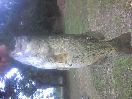 中川　スピナベ