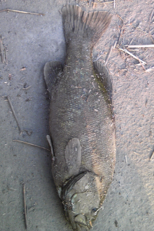 江戸川　スイングインパクト