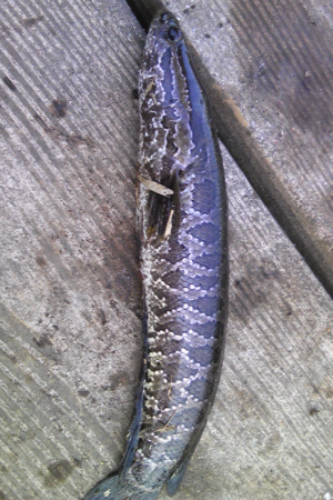 旧倉松　ミノー