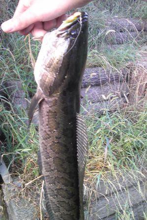 旧倉松　ミニスコーン