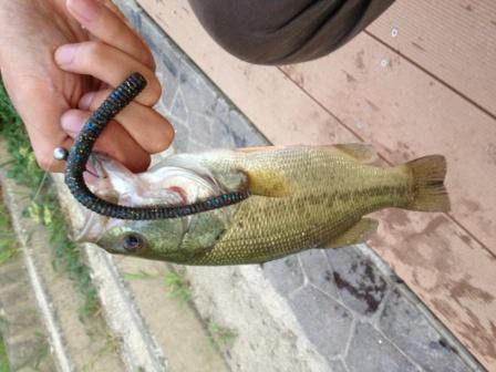 古利根　ジグヘッドワッキー