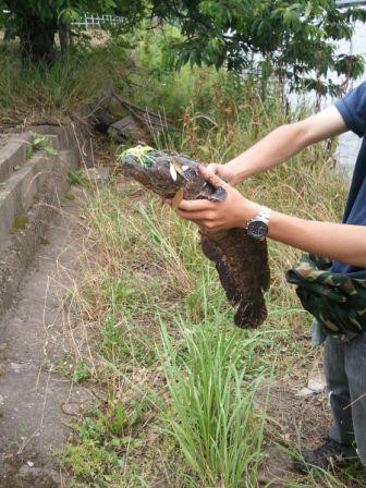 古利根　スピナベ