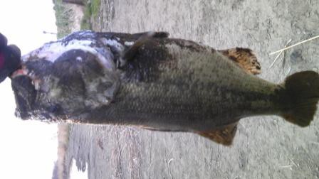 中川　ジグヘッドワッキー