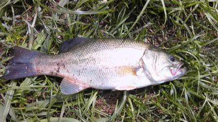 松伏総合公園　グラブ