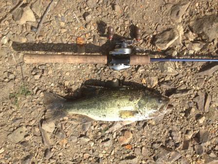 古利根　スピナベ